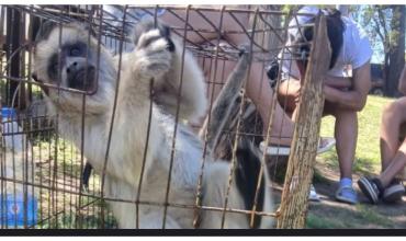 Rescataron a un mono carayá que estaba enjaulado en una casa de La Matanza