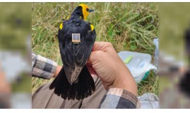 Colocan transmisores GPS para estudiar un ave en peligro de extinción