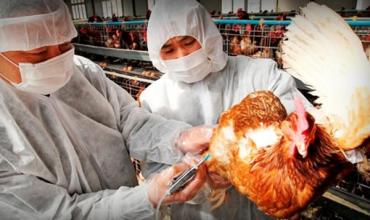 Detectan el primer caso en Europa de gripe aviar A en humanos: “La situación está bajo control”, pero “requiere atención”