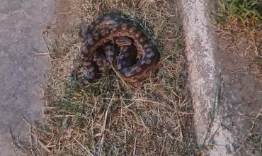 Capturaron y liberaron una boa arco iris en barrio Cerro Azul