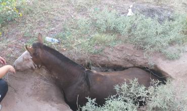 Chepes: rescataron a un caballo que cayó en un pozo mientras circulaba por la vía pública