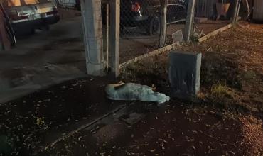 Hallaron a un perro herido en la vía pública y quedó al cuidado de su dueño