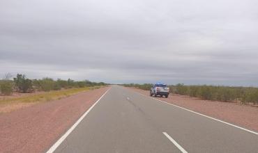 Un auto chocó con un guanaco en el Parque Nacional Talampaya