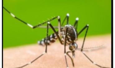 Claudio Strasorier sobre el dengue: “Estamos teniendo un año muy tranquilo comparado a otros años”