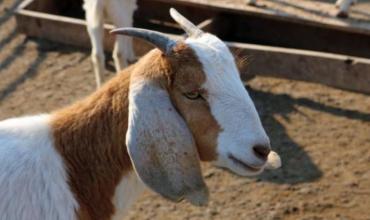 Chepes: le robaron cabras al profesor Leonardo Britos, el joven que había sido reconocido por su esfuerzo