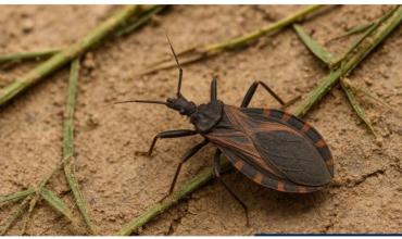 Pablo Volcatto sobre el cierre del centro de investigación del Chagas: “Se trata de un desmantelamiento del sistema científico en salud pública”