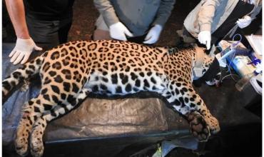 Desapareció una yaguareté con sus dos crías e investigan irregularidades en su traslado: la dramática historia