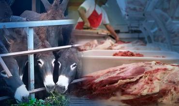 Julio Cittadini, responsable del proyecto Burros Patagónicos: “La carne de burro no va a superar el 50% del valor de la carne vacuna”