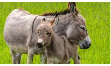 Furor por la carne de burro en Chubut: lo de una semana se agotó en un día