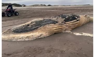 Conmoción: encontraron el cadáver de una ballena jorobada en el Partido de La Costa
