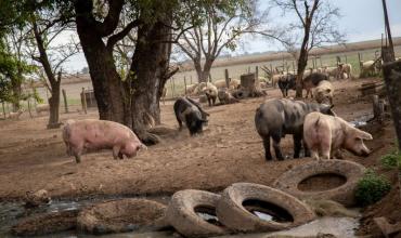 Robaron diez lechones de un establecimiento rural en la zona de Polco y Santa Lucía