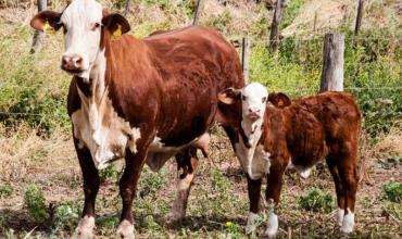 Denuncian abigeato en Chañar Viejo y buscan a los responsables