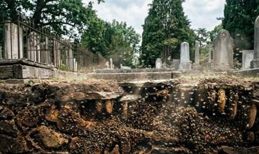 Hallazgo histórico: científicos descubren más de 5.000.000 de animales exóticos debajo de Nueva York