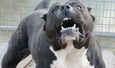 Advierten sobre la importancia de la tenencia responsable de perros de razas consideradas peligrosas
