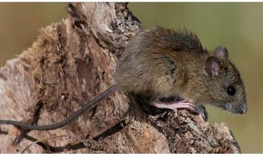 Qué es el hantavirus y cómo prevenir el contagio: claves del brote en el crucero del Atlántico