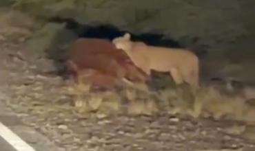 Tremenda imagen en Valle Fértil: filmaron a un puma devorando un caballo al costado de la ruta