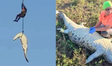 Horror en Sudáfrica: mataron a un enorme cocodrilo y adentro descubrieron los restos de un empresario