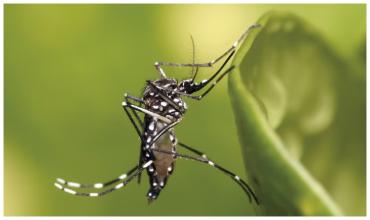 Nacieron bebés infectados con chikungunya durante el embarazo en Salta y confirmaron una suba de contagios