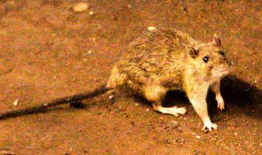 Alerta por hantavirus en Buenos Aires: ya hubo siete muertos en lo que va del año y 18 casos confirmados