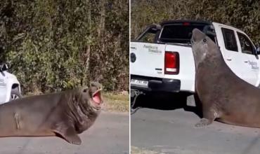 Liberaron en la playa al elefante marino que cortó el tránsito en Ensenada luego de 10 horas de rescate