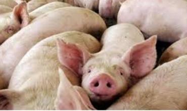 Confirmaron un caso de triquinosis y alertan sobre el consumo de cerdo sin control sanitario