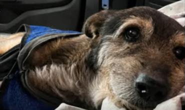 Murió “El Viejo”, el perro comunitario que había sido atropellado en la zona sur de la Capital