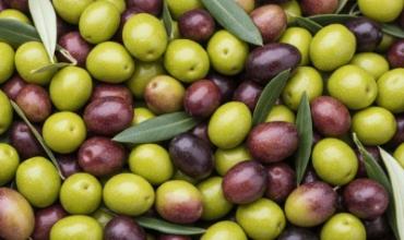 Intentaban llevarse aceitunas de una finca en Villa Mazán y abandonaron la carga al ser descubiertos