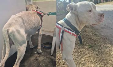 Cómo se recupera Agosto, el perro que encontraron desnutrido en la casa de Barrelier