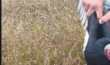 Rescataron un jote herido en la zona sur de la Capital