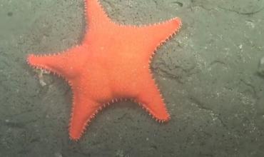 Después de "la estrella culona", científicos del CONICET vuelven a explorar el Mar Argentino: cuándo