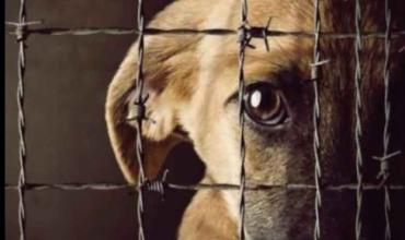Denuncian un presunto caso de maltrato animal en el barrio 20 de Mayo y piden intervención urgente
