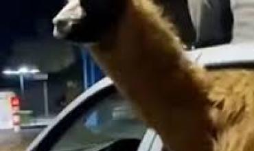 Sacó a “pasear” en auto a una llama por el triunfo de Argentina y lo denunciaron por maltrato animal