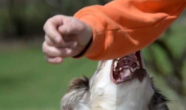 Chilecito: Un niño fue derivado de urgencia a la capital tras el ataque de un pitbull