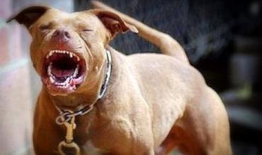 Chilecito: un niño de cinco años fue operado tras ser atacado por un perro