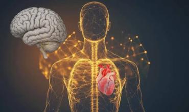 Descubren que el corazón tiene un pequeño “cerebro” que lo protege del estrés