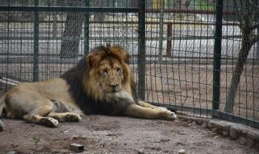 Municipio confirmó que los leones dejarán el ex zoológico este año: "Están muy cerquita de ser trasladados al santuario"