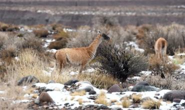 La nieve en alta montaña permitió observar guanacos y cóndores como nunca antes