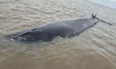 Murió la ballena que estaba encallada en el Río de la Plata