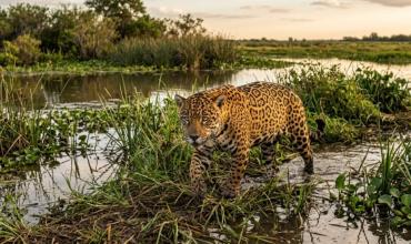 Hallazgo histórico en la Argentina: reinsertan por primera vez una especie que había desaparecido hace 70 años