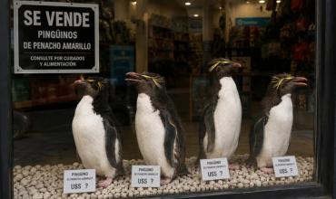 Venden 4 pingüinos del ex Mar del Plata Aquarium para afrontar gastos: cuál es el precio