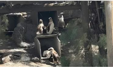 Denunciaron que buscaron vender pingüinos del ex Aquarium y piden liberarlos