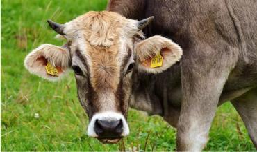 La Unión Europea suspende desde este jueves la importación de carne y otros productos animales procedentes de Brasil por razones sanitarias