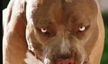 Córdoba busca prohibir la tenencia de perros potencialmente peligrosos