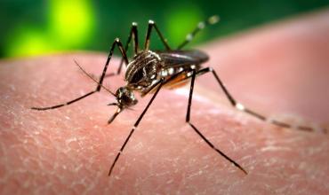 Confirmaron un nuevo caso de dengue