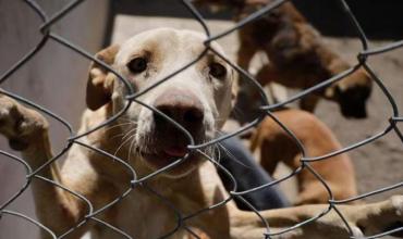 Maltrato animal: proponen arresto y prohibición de tenencia