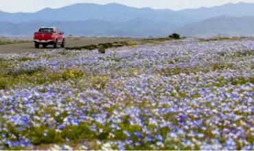 El desierto de Atacama se cubrió de flores tras las lluvias asociadas a El Niño