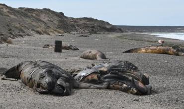 Investigan la muerte de decenas de ballenatos en Puerto Madryn: qué se sabe sobre la bacteria que analizan