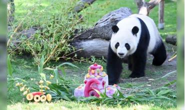 China envía pandas gigantes a EE. UU. para impulsar la cooperación internacional sobre estos animales