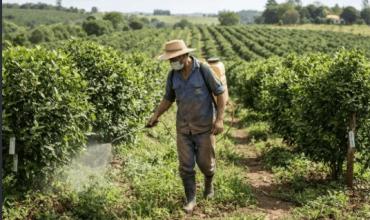Yerba mate: productores denuncian caída de precios y reclaman controles de calidad por el uso de glifosato