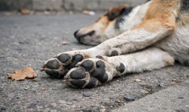 La Justicia de Córdoba confirmó la condena a cuatro años de prisión para un exintendente por la matanza de 211 perros